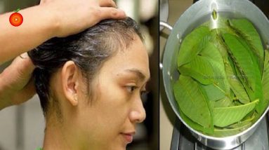 How To Use Guava Leaves For Hair Growth - Stop Hair Loss 100% And Regrow Your Hair