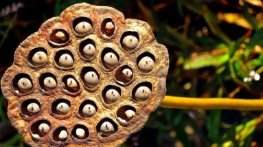 Fox Nut Keeps Diabetes Away || Take This Food Everyday || Say Goodbye to Diabetes