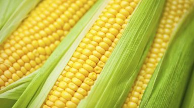 Can Diabetics Eat CORN? || Diabetes Food Videos || Orange Health