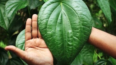Betel Leaf Benefits for Diabetic Patients || Diabetes Cure at Home || Orange Health